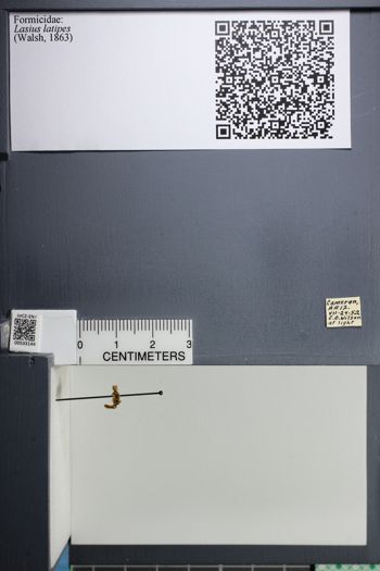 Media type: image;   Entomology 533144